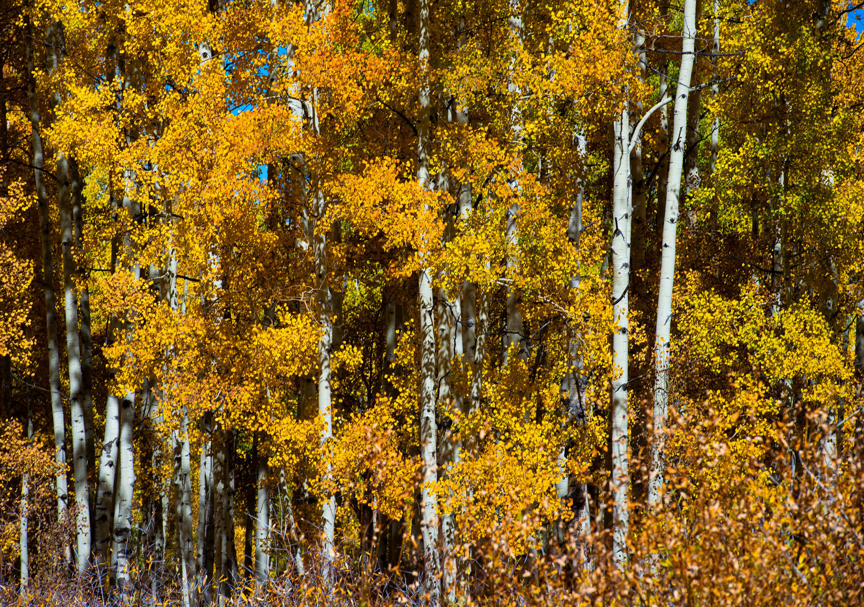 10_06_19 crested butte0792.JPG